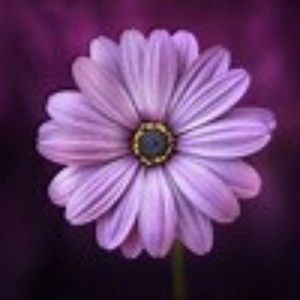 Meet your Posher, Bhana